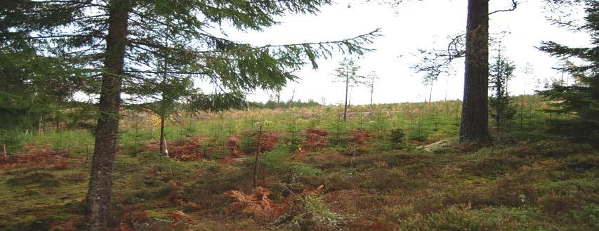 Högsby Skögle 1:8 Rättsförhållanden Fastighet Högsby Skögle 1:8 Ligger i Kalmar län, Högsby kommun, Fagerhult församling. Areal Arealen enligt fastighetsregistret är 136,7 ha.