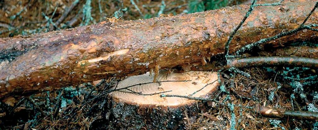 Skog & Ekonomi Nummer 3 September 2009 BANKEN ANALYSERAR MARKNADEN: 2 SÅGADE TRÄVAROR Svenska sågverk dominerar i Europa Byggandet vänder tidigast om ett år!