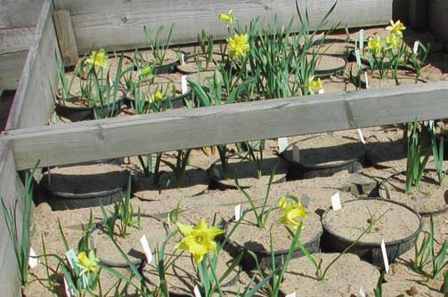 GAMLA NARCISSER Figur 2. Små, enkla påskliljor i Göteborgs botaniska trädgård, våren 2003. I Göteborg odlas lökarna i krukor placerade i bänkgårdar. Foto: Karin Persson.