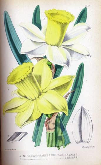 Påskliljorna Empress och Emperor hämtade ur The Narcissus its History and Culture av F. W. Burbridge från 1875. Wallin, K. 2002. Genetic diversity in Daffodils (Narcissus) from southern Sweden.