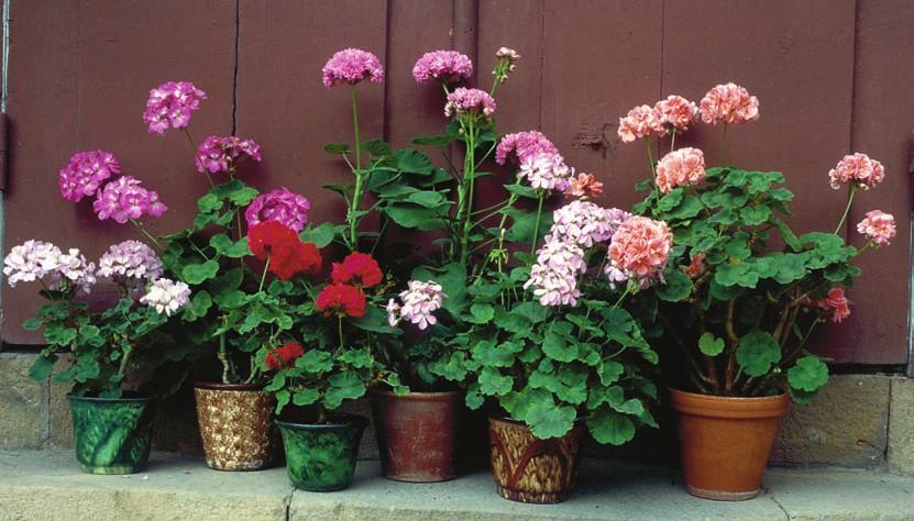 Inventering och identifiering av gamla pelargoner Även den kanske mest bekanta och älskade av alla krukväxter, pelargonen, har ingått i POM:s pilotinventeringar.