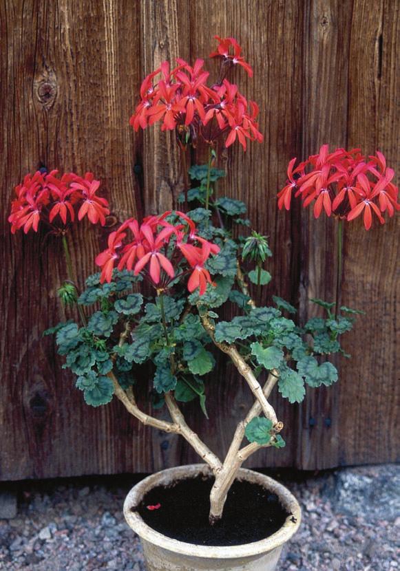 MARTINSSON Figur 3. Pelargonsorten Friesdorf är lätt att identifiera, till och med på bild. Foto: Karin Martinsson. The pelargonium cultivar Friesdorf is easy to identify, even from a photograph.