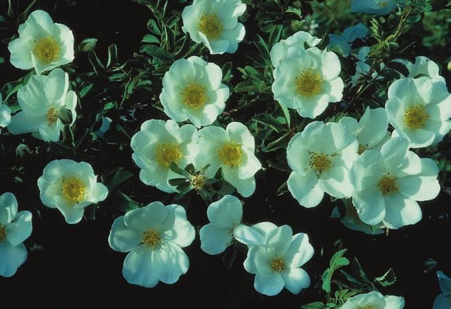GUSTAVSSON Figur 1. Pimpinellros Rosa pimpinellifolia växte tidigare vilt i sydvästra Sverige men hittas nu närmast i Danmark.