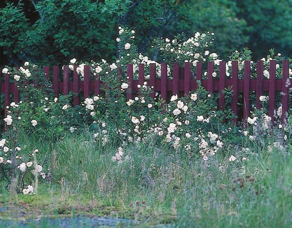 GUSTAVSSON Figur 5. Fylld pimpinellros vandrar från trädgården ut över omgivande hällmarker. Stensjö by, Småland. Under inventeringen studerades 78 rosor på 59 växtplatser.