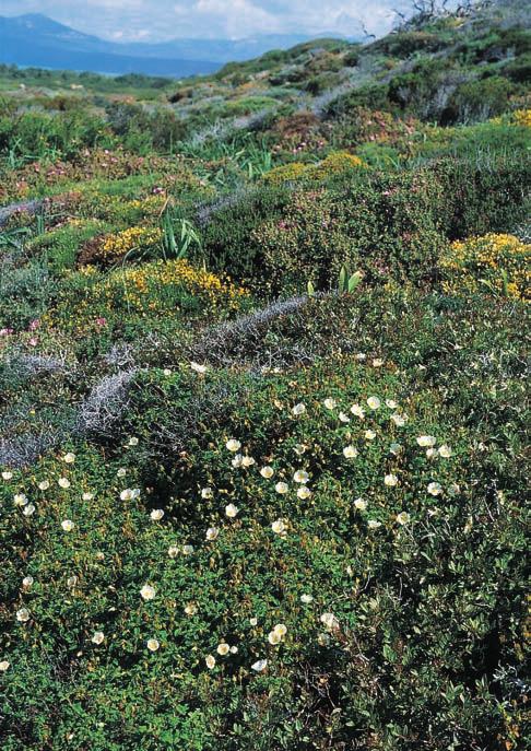 Cistrosor ett spännande inslag i medelhavsfloran Cistrosorna hör till pärlorna i medelhavsländernas flora.