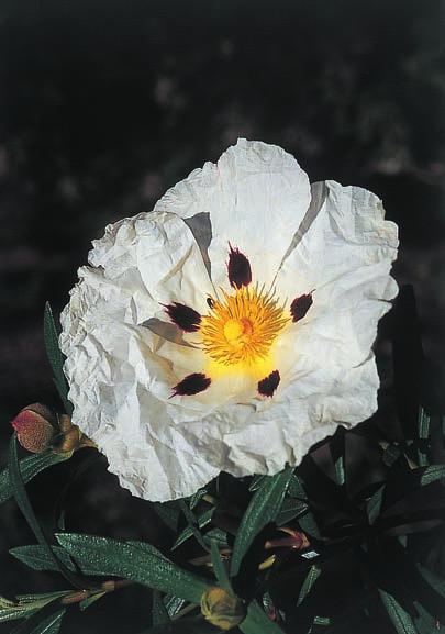 FAURHOLDT & LYSHEDE och blommorna kan därför inte befruktas med pollen från andra blommor på samma buske.