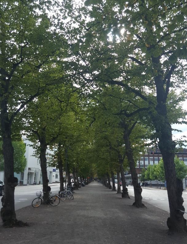 Figur 5. Genomsläpplig beläggning och Lindar på Västra Esplanaden i Växjö (foto: Ann-Mari Fransson).