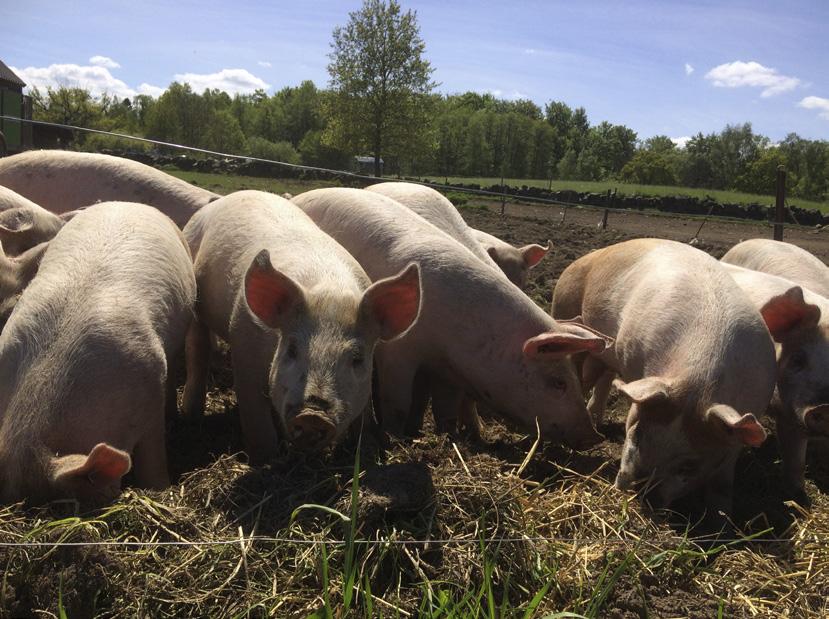 Produktöversikt Flytande foderfetter Standard Soft Extra Soft Cattle Fettinnehåll (% av TS) 100 100 100 100 FFA (%) 70 50 4 90 Fettsyrasammansättning (%)* C12:0 4 4 <1 2 C14:0 2 2 <1 2 C16:0 24 21 5