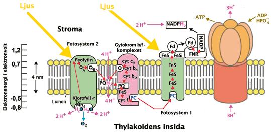 BJÖRN & BERGSTRÖM Lumen Thylakoidmembranens funktion Principskiss över en liten del av en thylakoidmembran i en kloroplast i en växt. Bilden visar fyra proteinkomplex i en membran uppbyggd av lipider.