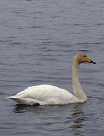 slutligen Mölndalsån ut till Göta älv och havet.