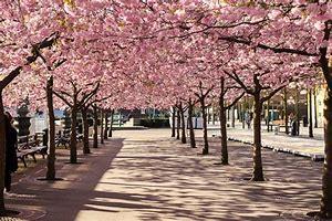 Juni 2018 Månadens hälsning från oss på Vallgården!