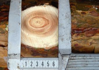 Mätning av kvists diameter Kvistdiametern mäts i