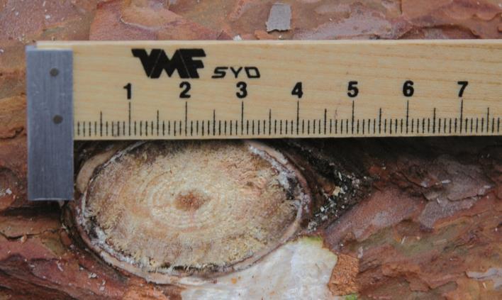 drar bark inkluderas barken Råkvists diameter mäts