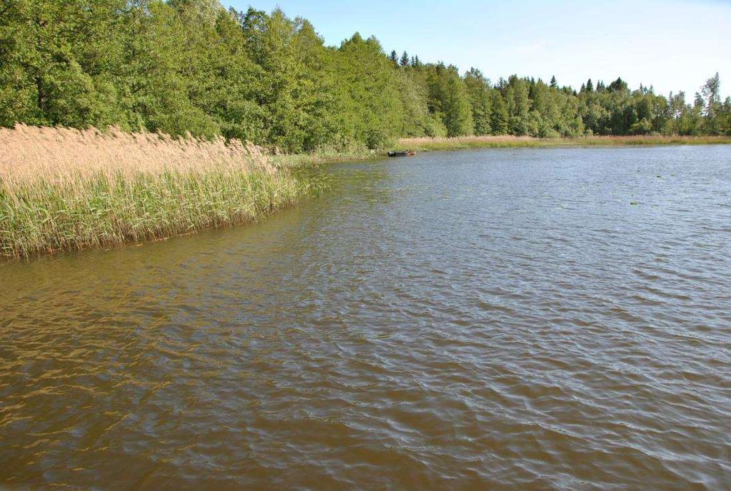 Exempel på sjö med övergödningsproblem Stävresjön, Sala kommun Tyvärr är det denna typ av biotop som