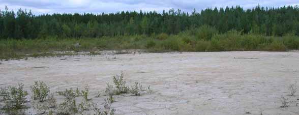 Det har gått nästan 40 år sedan dammen användes Växtligheten har haft svårt att etablera sig på deponiområdet.