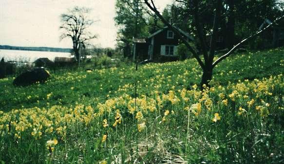 Bild 36. Gullvivorna i den gamla sköthagen Bild 37.