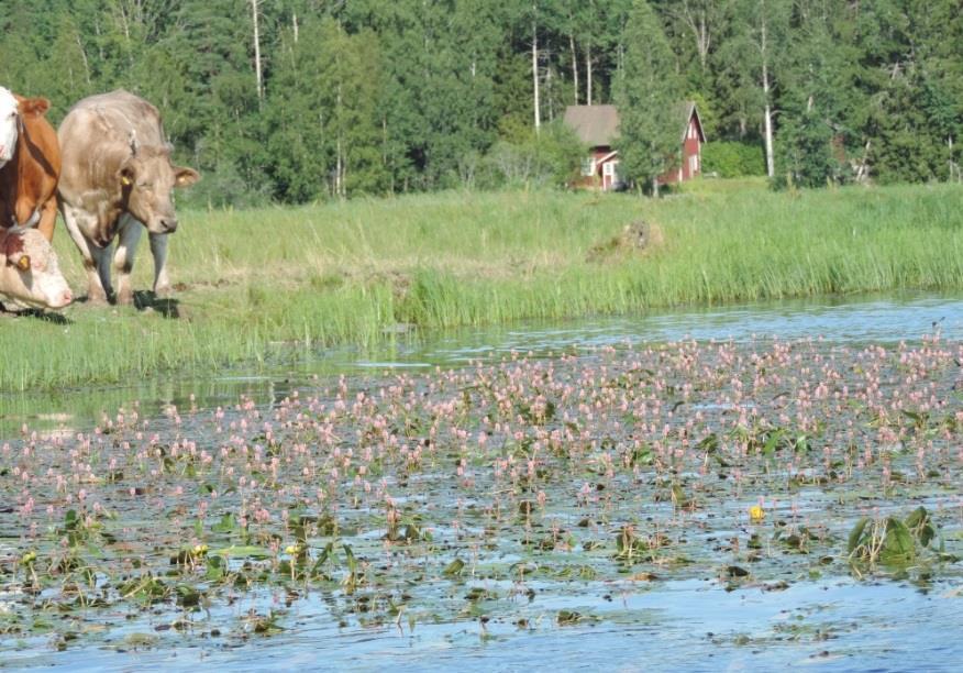 Självhushåll: Utrustning för självhushåll finns, såsom kastruller, stekpanna och porslin för 6 personer.