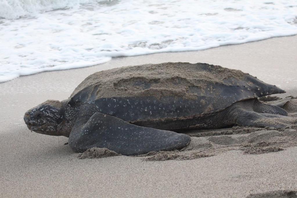 J djur Djur Maria Namn: Lädersköldpadda Vetenskapligt namn: Dermochelys coriacea Familj: Lädersköldpaddor Dermochelyidee Längd: Upp till 3 meter Vikt : 250-900 kg Äter: Maneter och brännmaneter Lever