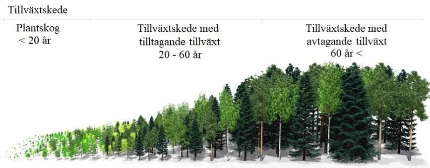 16 UPM har en skogsräknare på www.metsamaailma.fi. På denna nätsida får man fram en skogsräknare där man kan räkna ut sin skogs värde.