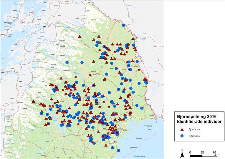 Bild 3. Centrumpunkter ( medelkoordinaten av platserna man hittat spillning på) för identifierade individer från björnspillningsinventeringen 2016. Varje individ representeras av en punkt i kartan.