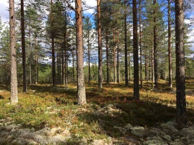 Fastighetens medelbonitet är beräknad till ca 4,4 m 3 sk/ha och år. Avdelning 6. Tomter Grönklitt Fastigheten gränsar mot bebyggd tomtmark i Grönklitt.