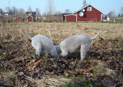 Huvudmän, Arbetsliv-lokalt-regionalt, Gy,