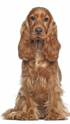 i rätt storlek till din hund Se till att din hund alltid har färskt vatten KRUUSE SVENSKA AB US VÄG 29A 756