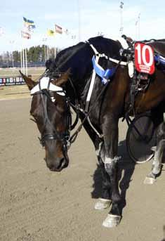 Leif Witasp gästade Örebrotravet igår och avslutade tävlingskvällen med att vinna sista loppet med Stein Daylight.