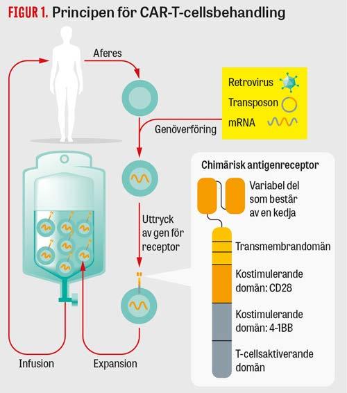 Ex vivo genterapi - autolog CAR-T cellsbehandling Behandling av cancer Genetiskt modifierade T-celler riktade mot CD19 på B-celler Principen publicerad redan 1989 De genmodifierade cellerna utgör