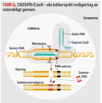 Genterapi - CRISPR/Cas9 - Gensaxen Riktad kontrollerad förändring av genom Klinisk