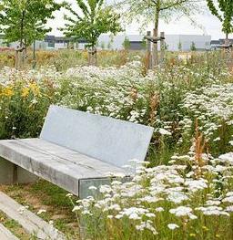 Ytorna är tänkta för lek och avkoppling. Under hagtornsträden planteras perenner kanske nunneört, fänrikshjärta och astilbe. Fokus på lättodlade växter och lång blomningssäsong.