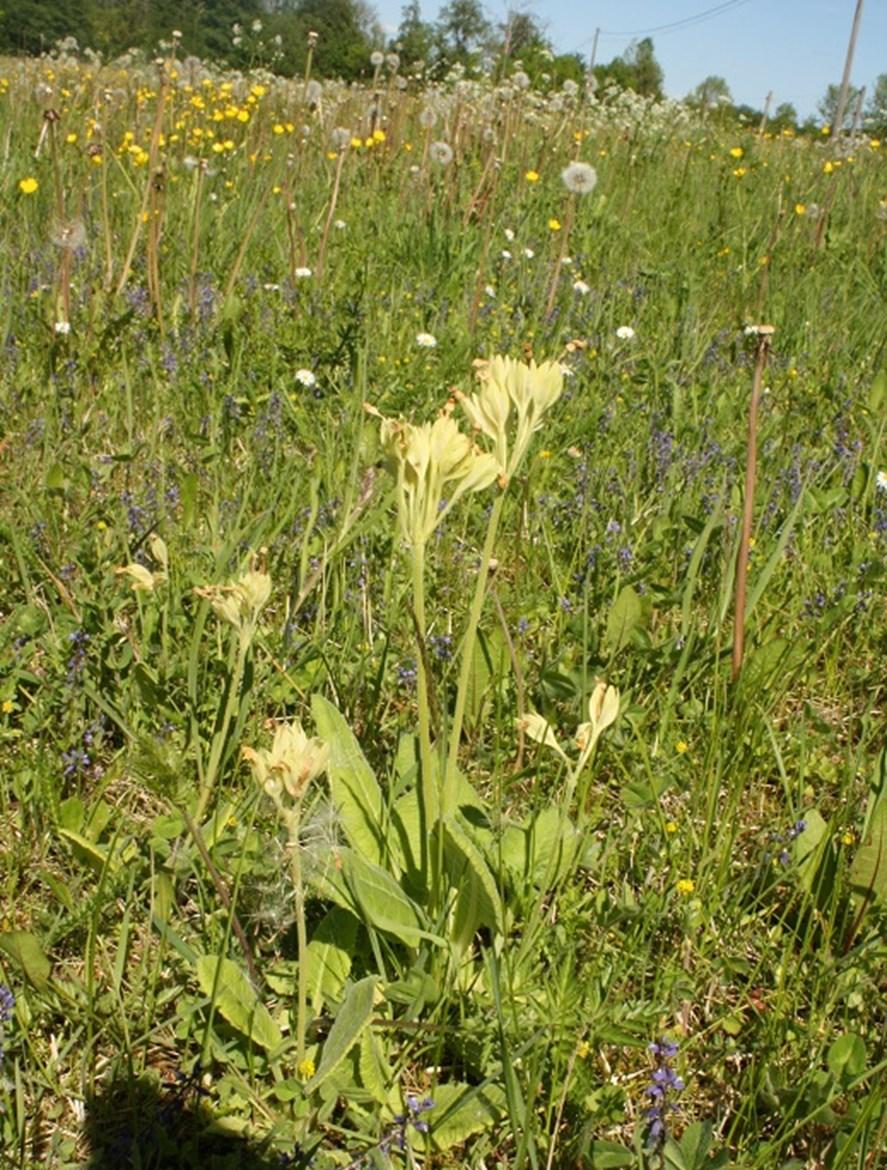 Platsen för en ängsvall En ängsvall har större chans att bli artrik och spännande om den ligger i anslutning till andra blomrika marker.