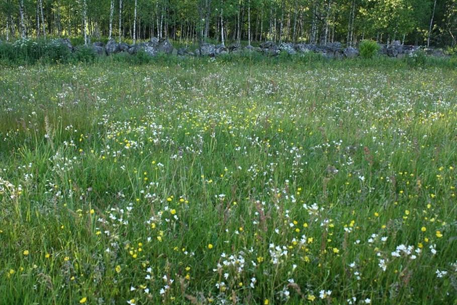 Floran blir lättare artrik och blommande om marken är antingen torr eller fuktig, och det är även väldigt positivt med sandig eller kalkrik jord.