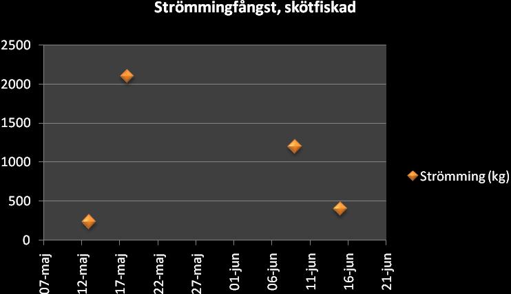 Fångst i strömmingsfälla över säsongen.