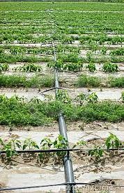 Bevattning i jordbruket Emåns vatten används för konstbevattning av omkringliggande jordbruksmark.
