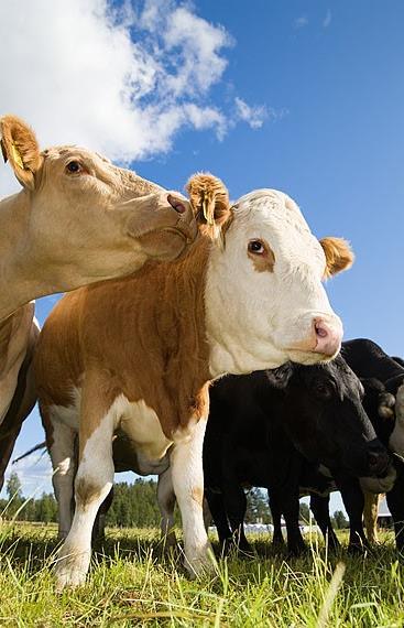 Jordbruksproduktionen Animalier och vegetabilier Försörjande ekosystemtjänst i hela HARO Värdeuppskattningar av både Jordbruksgrödor Animalieproduktionen Jordbruksgrödor: Skördemängder beräknats med