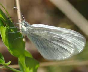 1 Fjärilar med torgskräck Butterflies with Agoraphobia Skogsvitvinge Wood White Vitgräsfjäril Large Wall Brown Berggräsfjäril Northern Wall Brown Ängsvitvinge Réal s Wood White DE VEKA FLYGARNA som