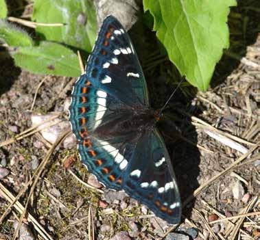 2 Eleganta svalstjärtar Elegant Swallowtails Foto: Bo Söderström Makaonfjäril Old World Swallowtail Myrpärlemorfjäril Cranberry Fritillary Svavelgul höfjäril Moorland Clouded Yellow Aspfjäril Poplar