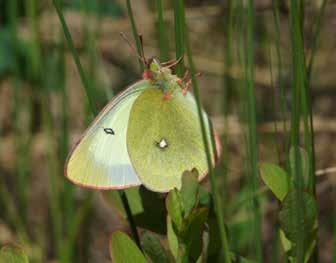 Andra speciella myrfjärilar som du ibland kan se födosöka utmed banvallen är svavelgul höfjäril, violett blåvinge och myrpärlemorfjäril.