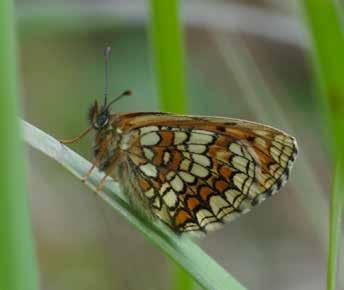 3 Nektarrestauranger Nectar Restaurants Åkervädd Field Scabious Ängssmygare Large Skipper Skogsnätfjäril Heath Fritillary FÅ BLOMMOR LOCKAR till sig så många nektarsökande insekter som åkervädd.