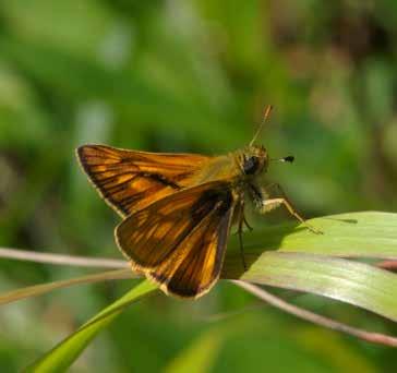 Here, butterflies like the Large Skipper, the Health Fritillary and the Lesser Marbled Fritillary coexist with bees such as the cuckoo bumblebee, the early-nesting bumblebee, and the tree bumblebee.