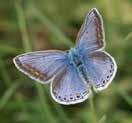 silverblåvinge), tjockhuvuden (ängssmygare och mindre tåtelsmygare), gräsfjärilar