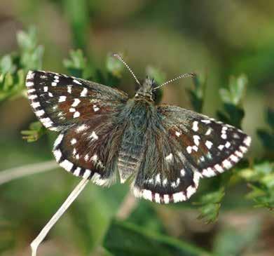 6 En fika i solen A Coffee Break in the Sun Smultronvisslare Grizzled Skipper Käringtand Bird s-foot Trefoil Skogsvisslare Dingy Skipper OM DU ÄR HÄR I BÖRJAN av sommaren så sätt dig gärna ner och