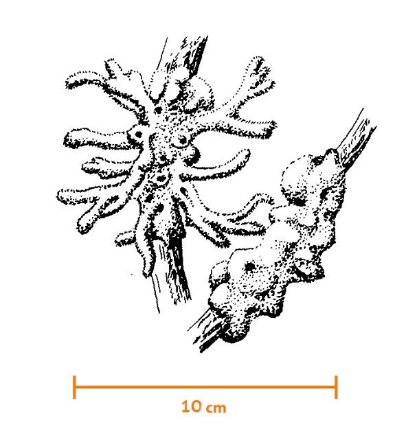 Svampdjur (Porifera) ÖGA Svampdjur (Spongilla, ca 10 cm) Arterna kan ofta identifieras utan förstorande hjälpmedel Svampdjuren är en grupp mycket primitiva flercelliga djur som egentligen saknar