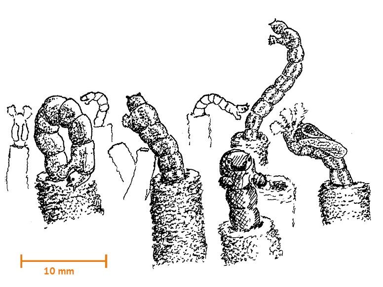 Fjädermyggor (Chironomidae) STEREO- LUPP Fjädermyggor (larver, ca 10 mm) Fjädermygga (larv, ca 10 mm) Gruppen kan identifieras med stereolupp.