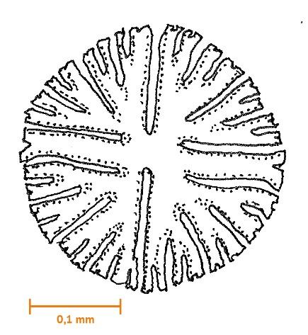 Konjugater, Okalger (Conjugatophyceae) MIKRO- SKOP Spirogyra (ca 0,4 mm) Micrasterias (ca 0,3 mm) Gruppen kräver vanligen mikroskop för identifiering och artbestämning Denna grupp av alger är nära