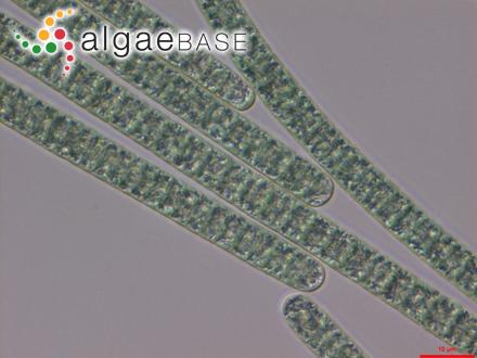Cyanobakterier, Blågrönalger (Cyanobacteria) MIKRO- SKOP Gruppen kräver vanligen mikroskop för identifiering och artbestämning Liksom andra bakterier saknar cyanobakterierna avgränsad cellkärna och