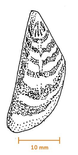 Musslor (Bivalvia) ÖGA Vandrarmussla (ca 35 mm) Ärtmussla (ca 10 mm) Gruppen kan identifieras utan förstorande hjälpmedel Man kan urskilja tre olika typer av livscykler hos musslor i svenska