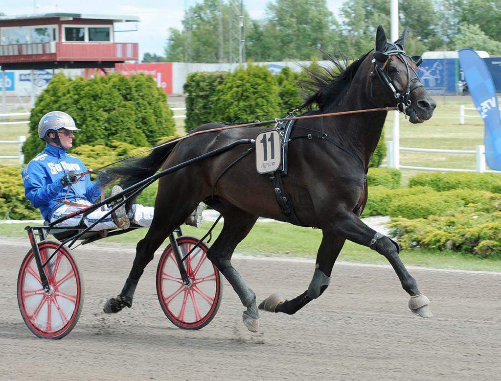 AVKOMMOR Revenue har alla de egenskaper du söker efter i jakten på en topphingst. Han hade en lång och skadefri karriär i den yppersta världseliten och visade en imponerande hållbarhet.