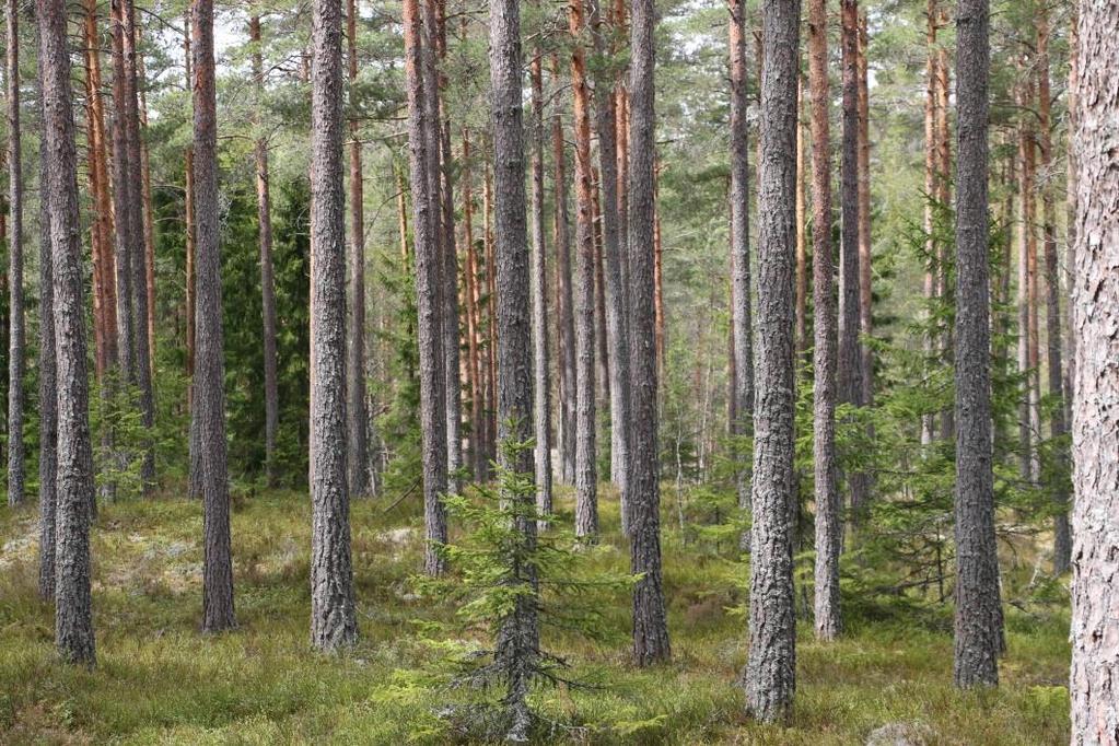 agricultural and forest land Hanna Bromée Examensarbete i skogshushållning, 15 hp Serienamn: